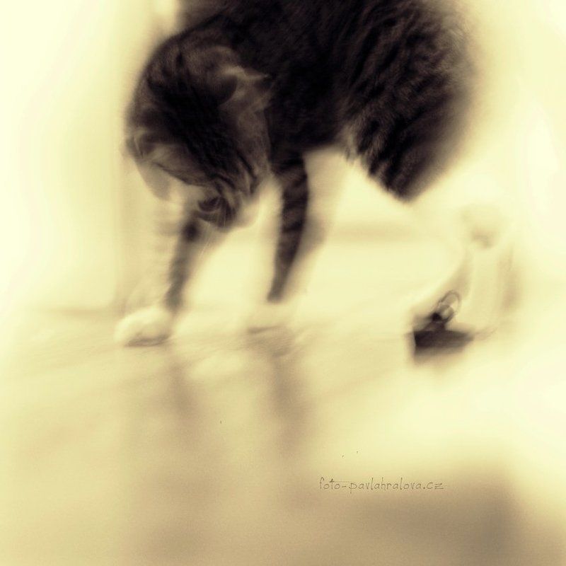 Leni фото превью