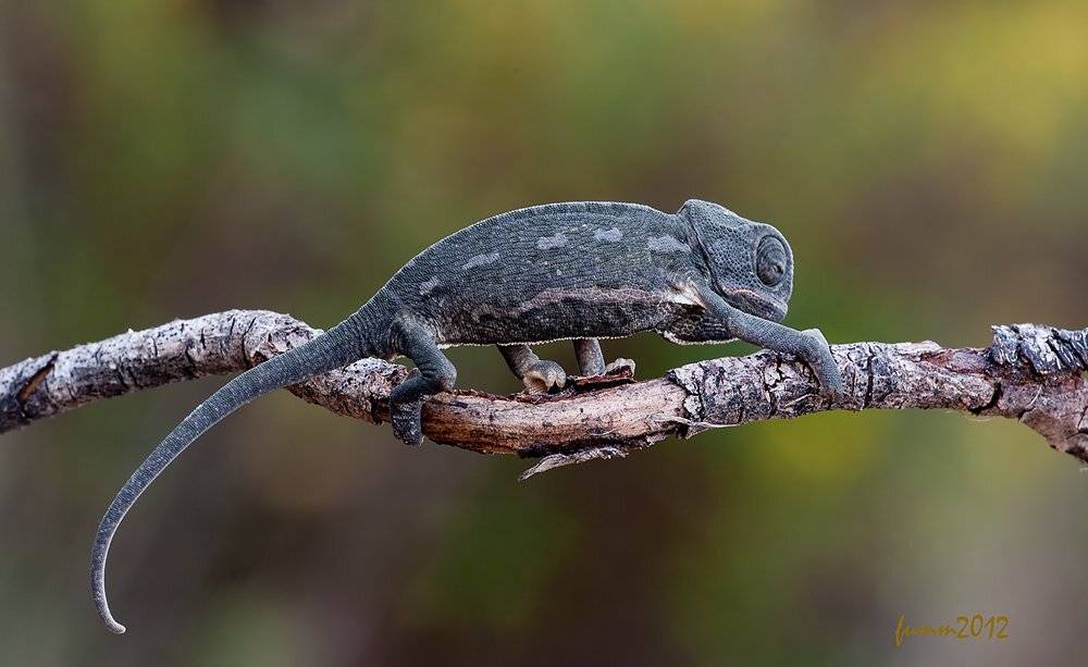 , Игорь ФУММ