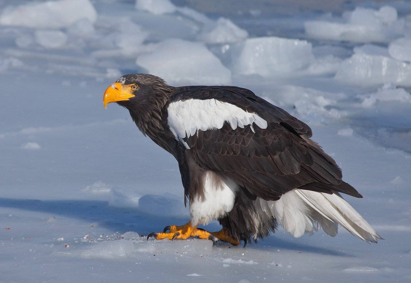 , Евгений Слободской
