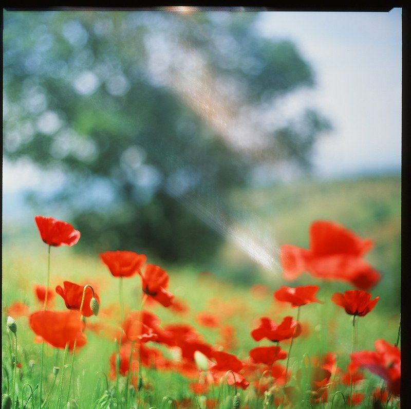 италия, тоскана, холмы, маки, цветы Тосканские маки фото превью