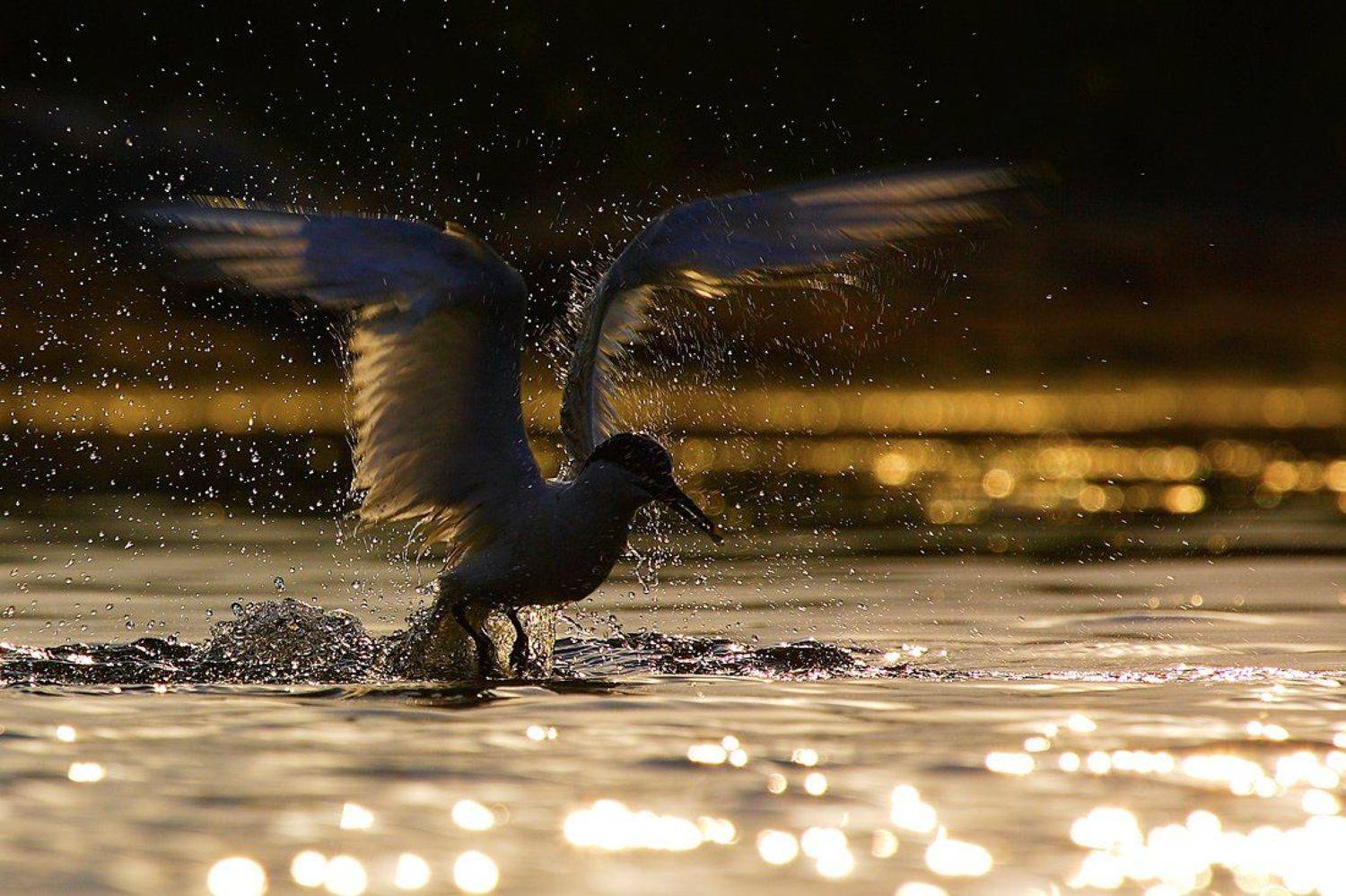 пестроносая, крачка, , , sandwich, tern, , , thalasseus, sandvitsensis, Dobromir Terziev