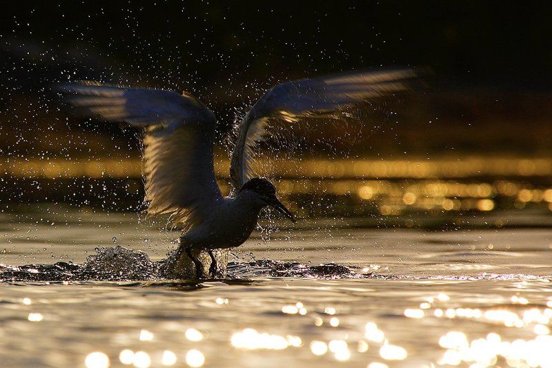 пестроносая, крачка, , , sandwich, tern, , , thalasseus, sandvitsensis Закат... фото превью
