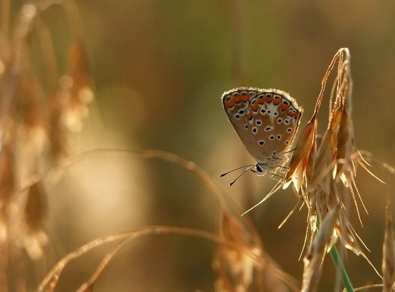 душа О госпожа моя цветная фото превью