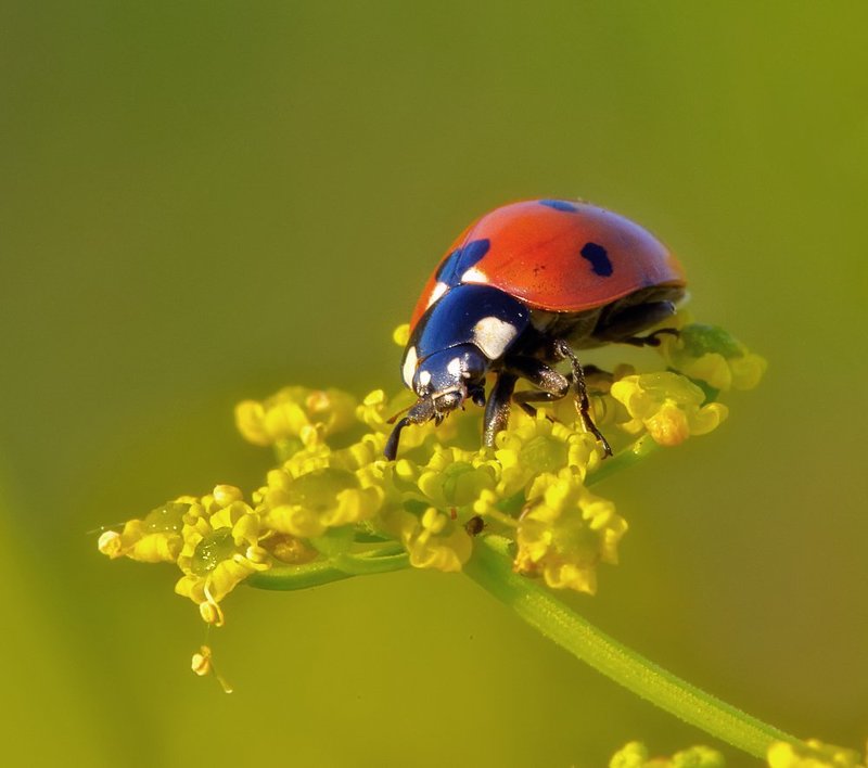 macro, closeup, insect, макро, насекомые, gnilenkov *** фото превью