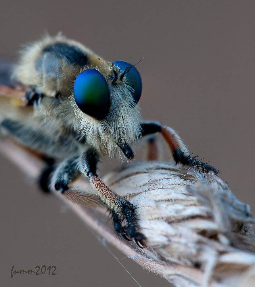 , Игорь ФУММ