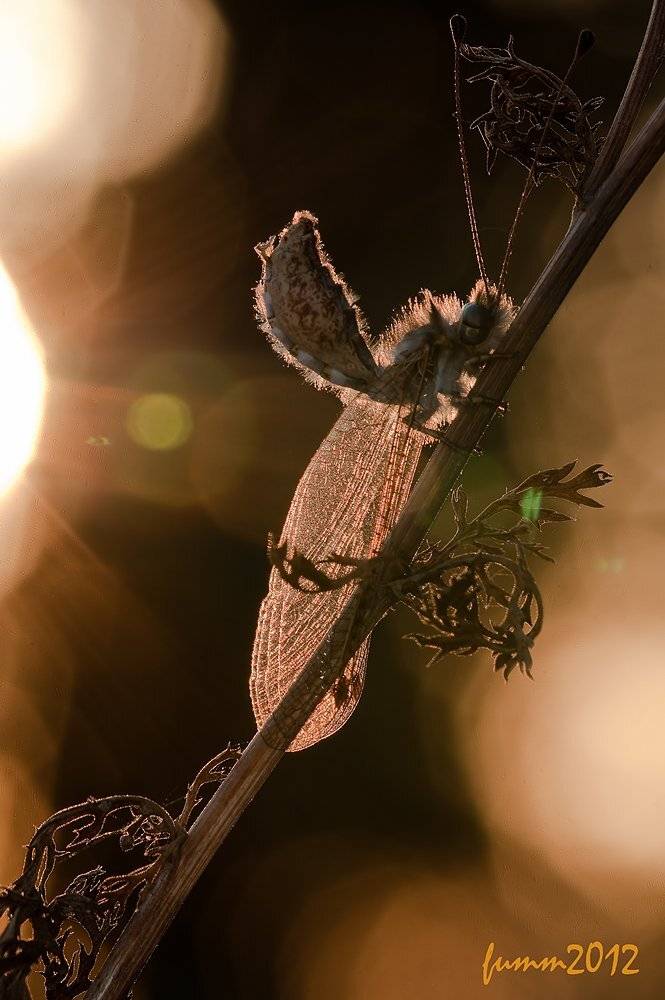 , Игорь ФУММ