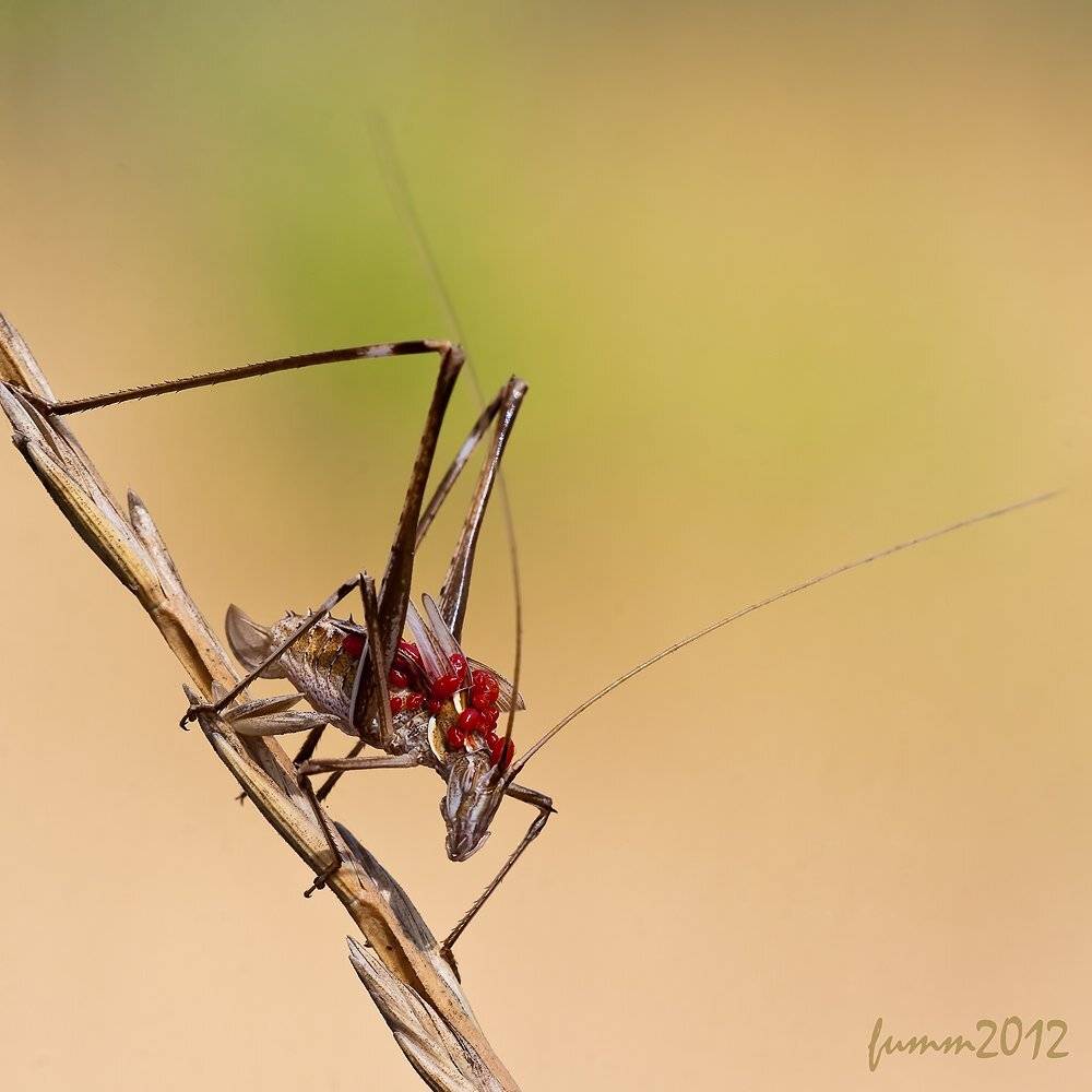 , Игорь ФУММ