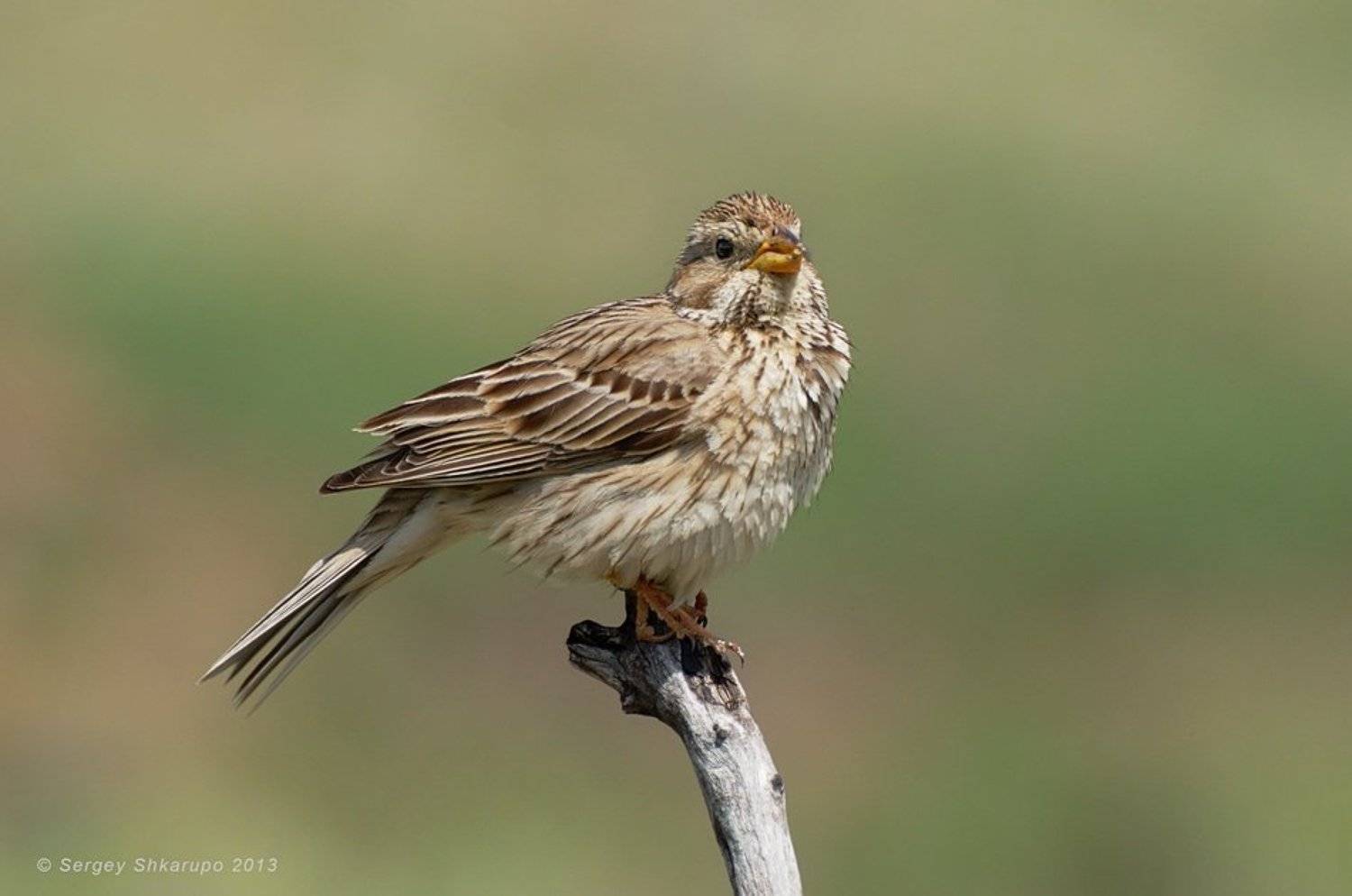 просянка, птицы, крым, фотоохота, wildlife, Сергей Шкарупо