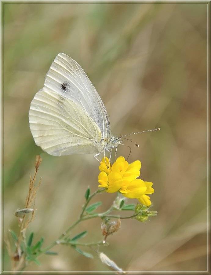 , Игорь Олейник