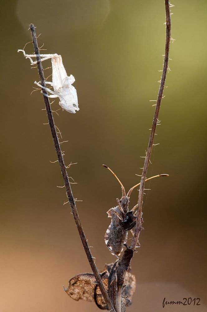 , Игорь ФУММ