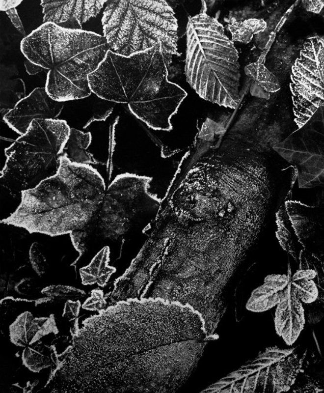 **** фото превью