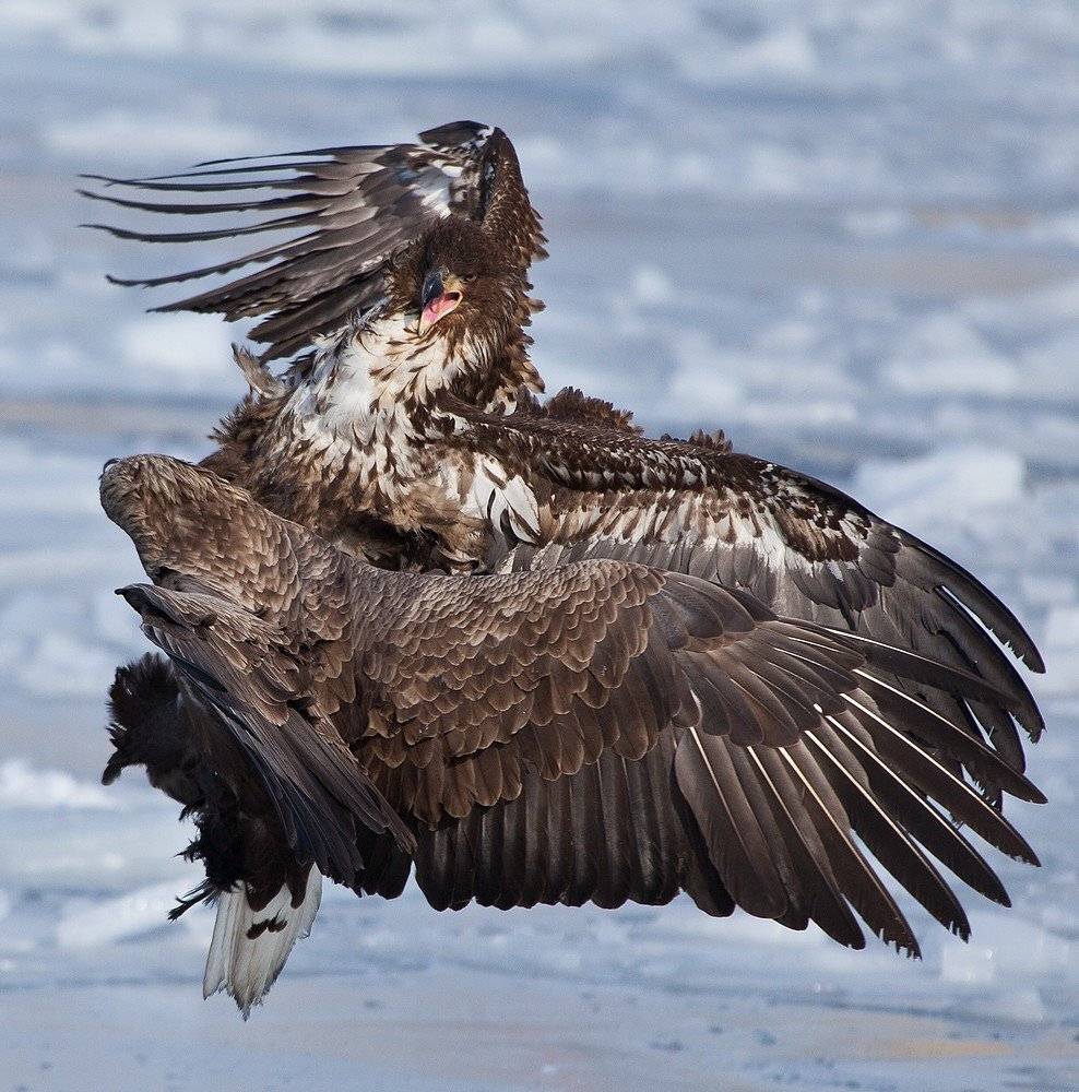 орлан, белохвостый, Евгений Слободской