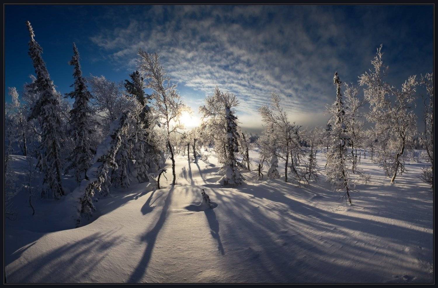 шория, шерегеш, лес, елки, снег, зима, солнце, иней, ярославский, виталий, Виталий из Н-ска