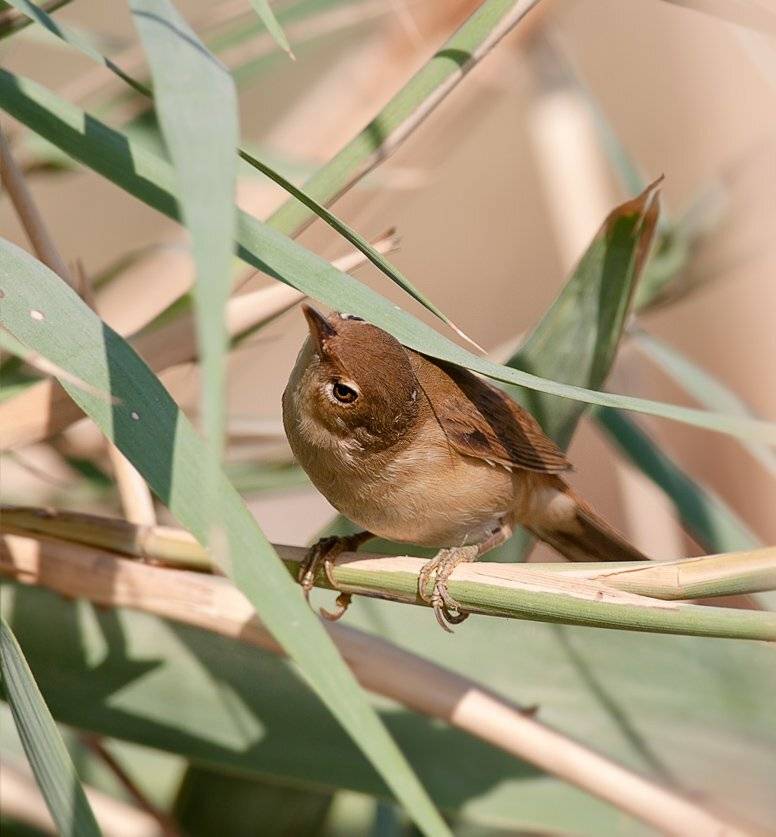 , Наум Пятов