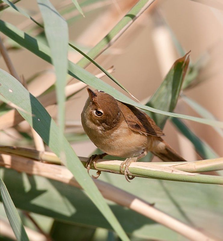 Пряталки фото превью