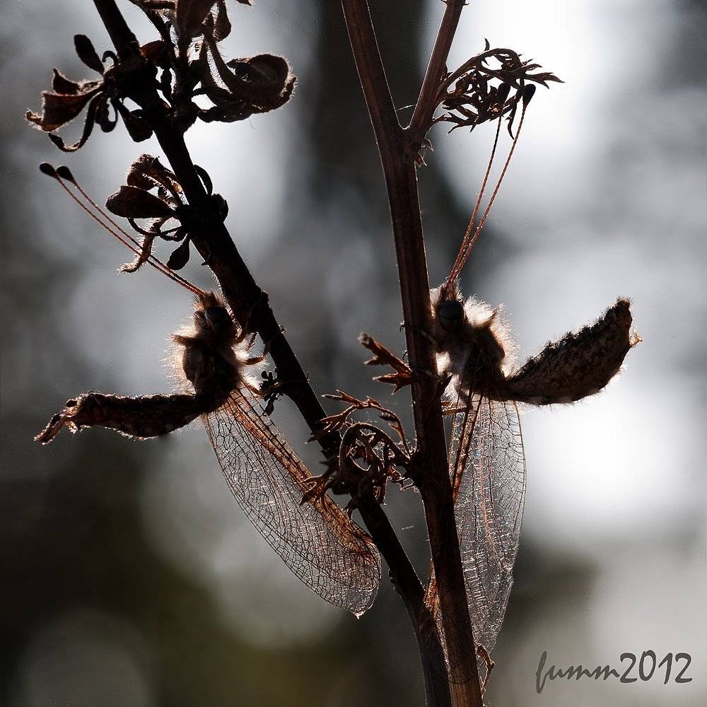 , Игорь ФУММ