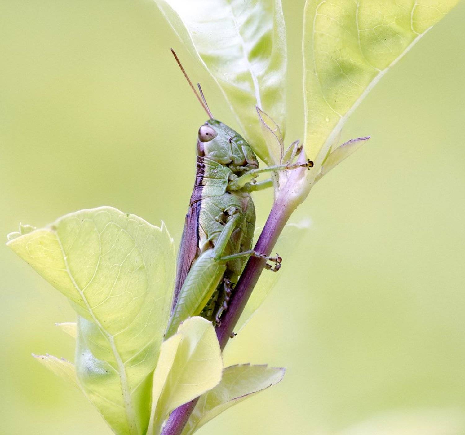macro, closeup, insect, макро, насекомые, gnilenkov, Alexey Gnilenkov