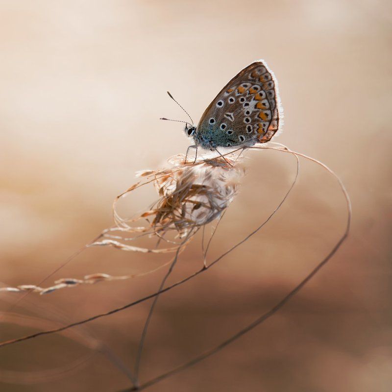 )I( фото превью