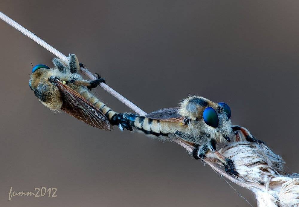 , Игорь ФУММ