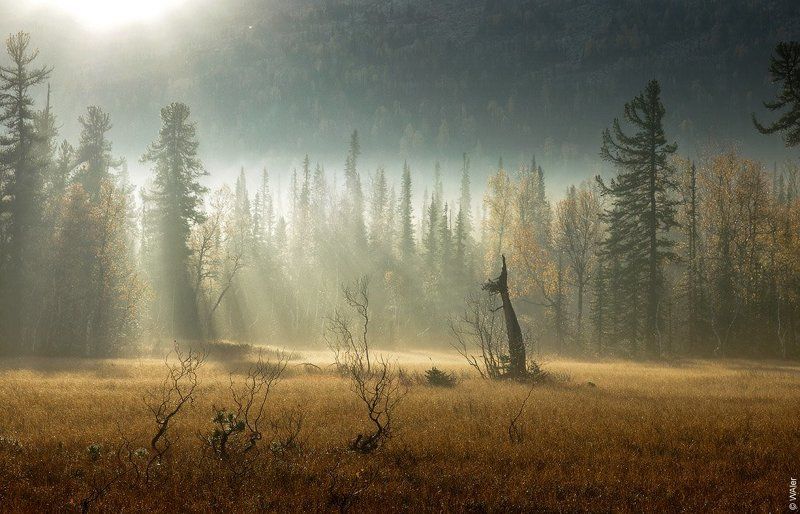 PRO Доброе утро... фото превью