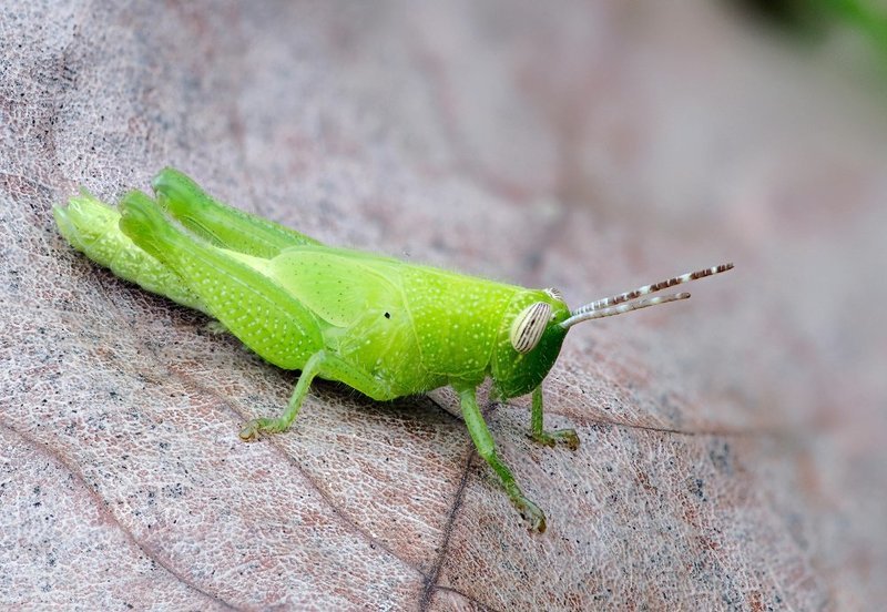 macro, closeup, insect, макро, насекомые, gnilenkov *** фото превью