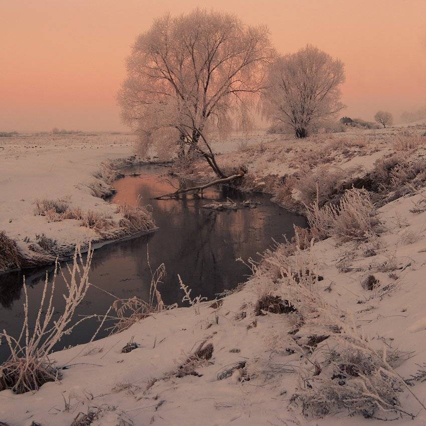 , Николай Шахманцир