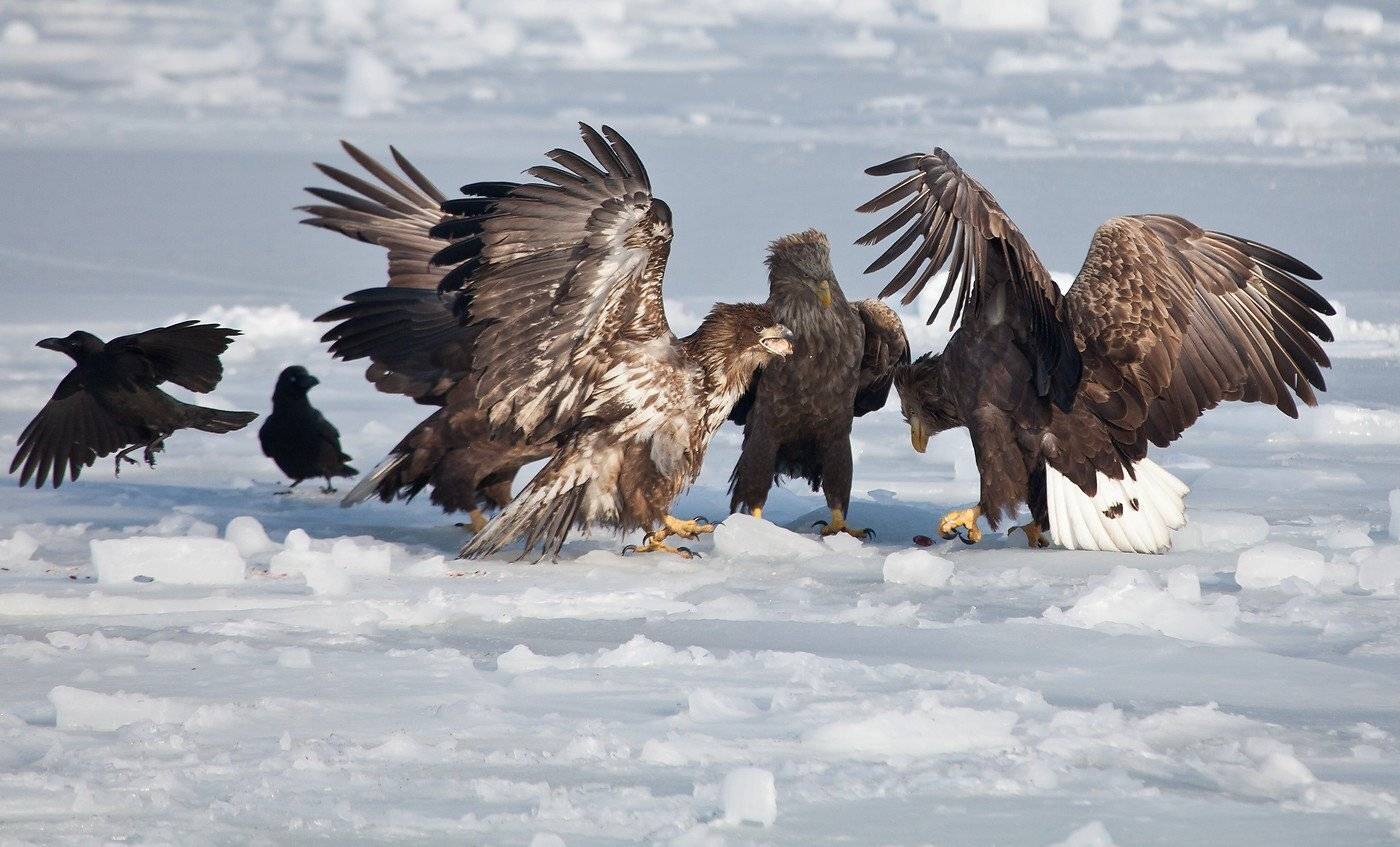орланы, Евгений Слободской