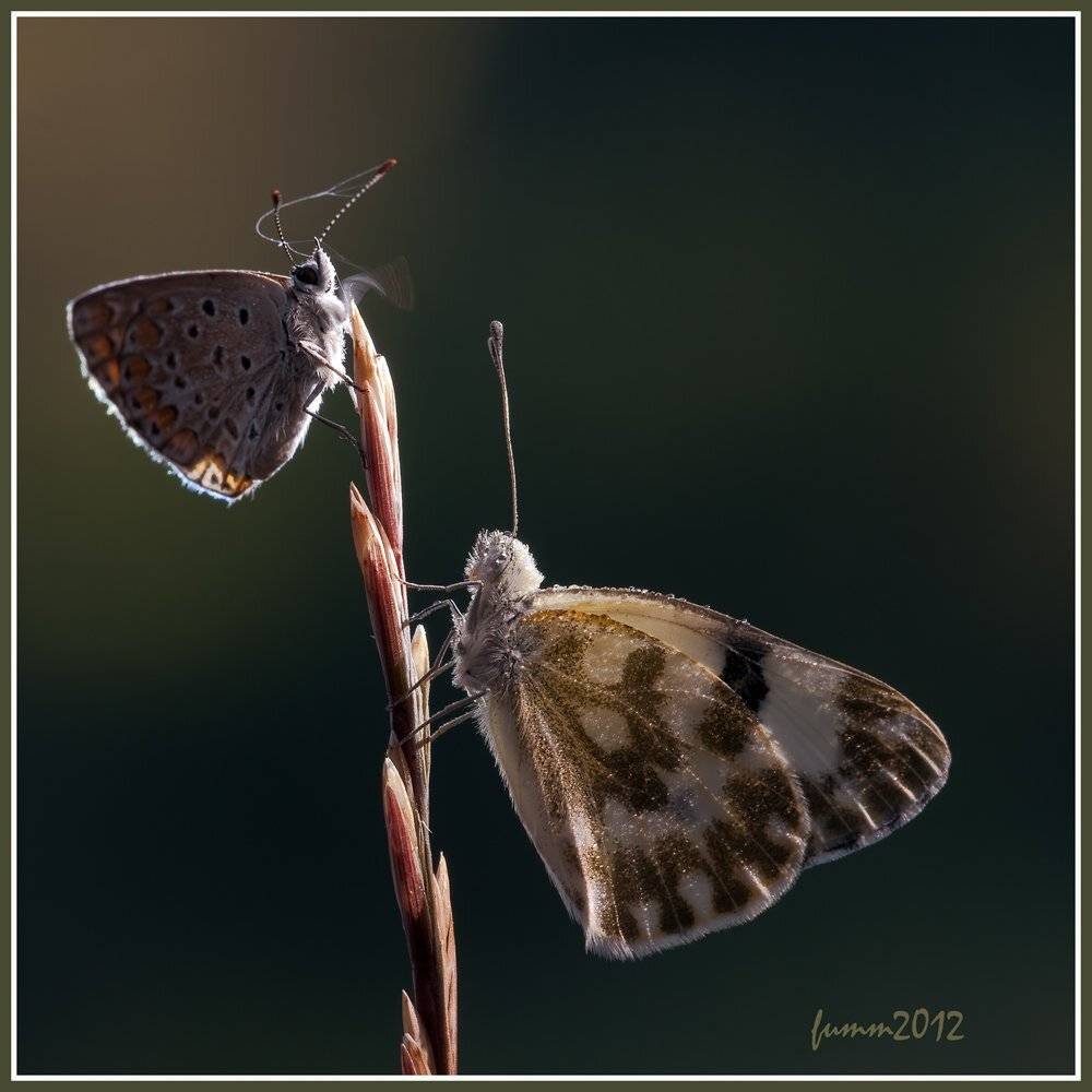 , Игорь ФУММ