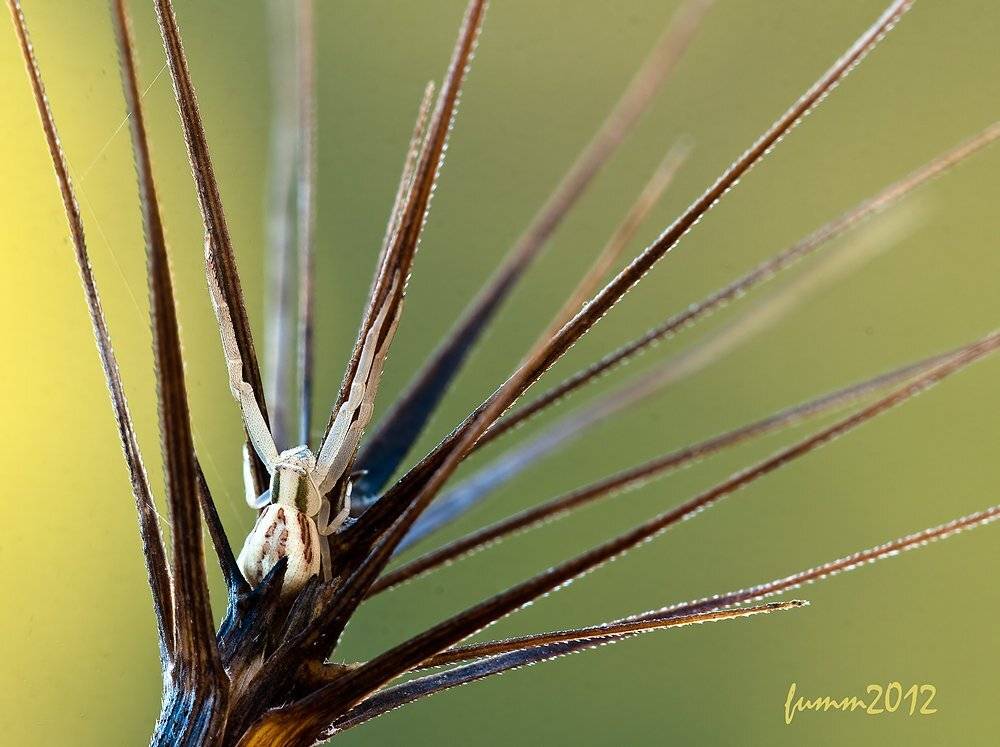 , Игорь ФУММ