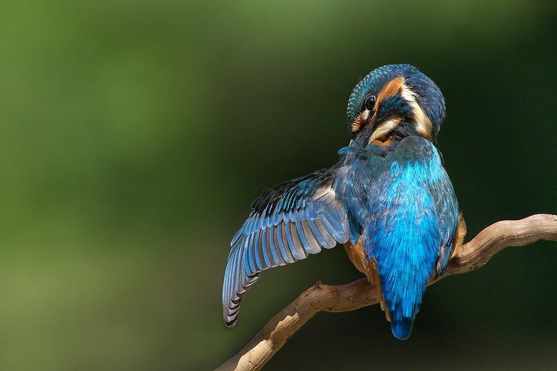 Застенчивый зимородок фото превью