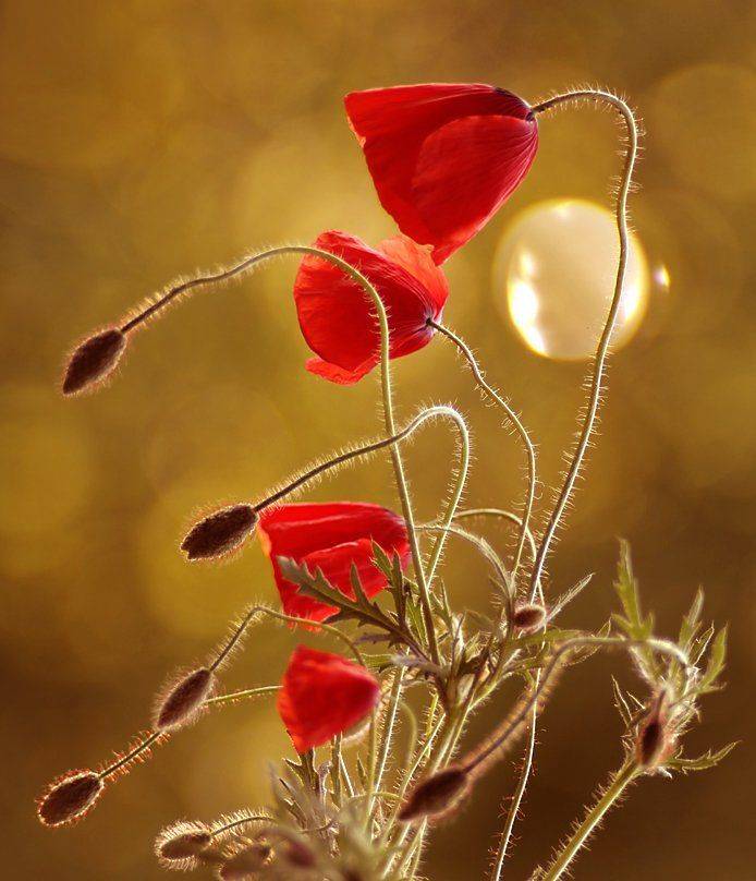 , Kasia Mycatherina Pietraszko