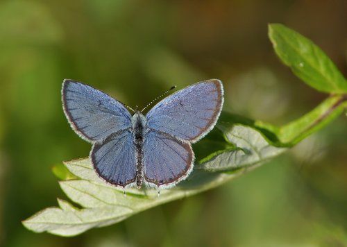 Из жизни Короткохвостки Аргиад
