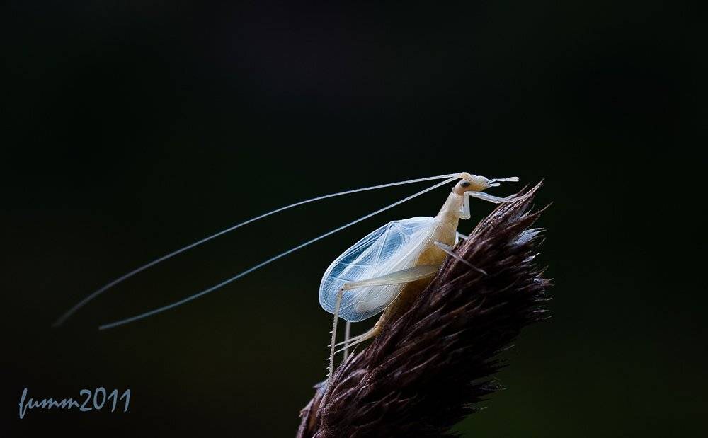 , Игорь ФУММ