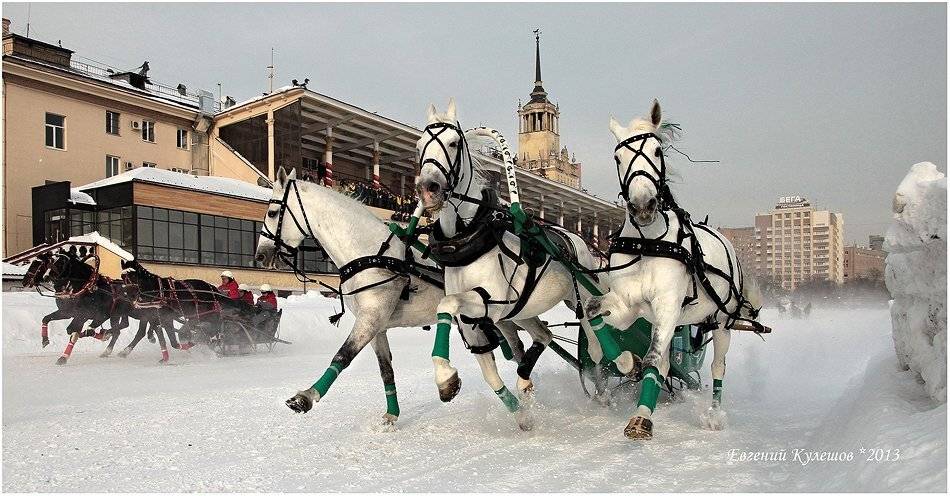 тройка, лошади, бега, беговая, москва, извозчик, ипподром, кулешов евгений, евгений кулешов, наездник, зима, чемпионат русской тройки,, Кулешов Евгений