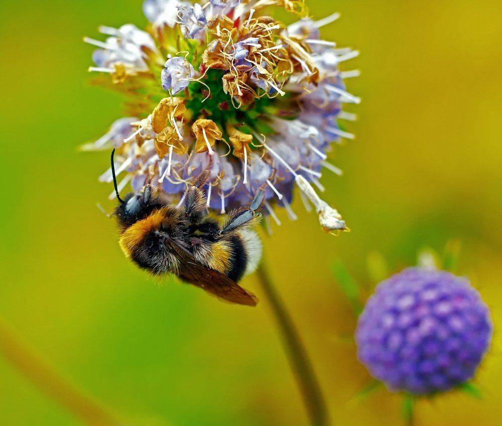 macro, closeup, insect, макро, насекомые, gnilenkov, Alexey Gnilenkov