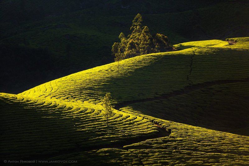 Tea plantation\'s Geometry фото превью