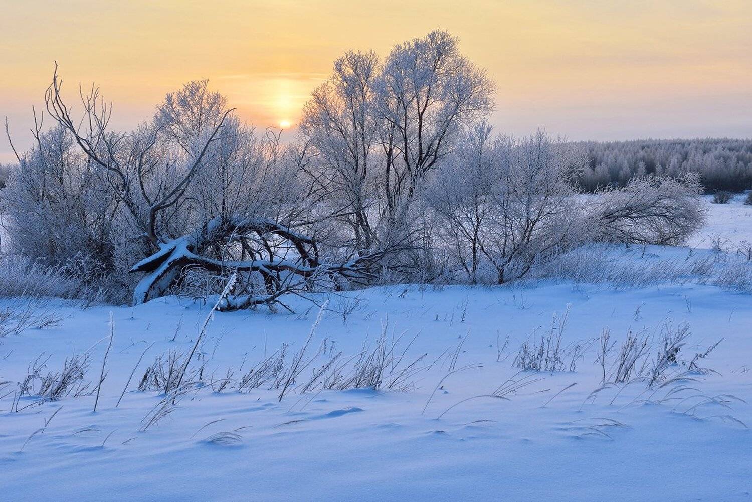 , Максим Евдокимов