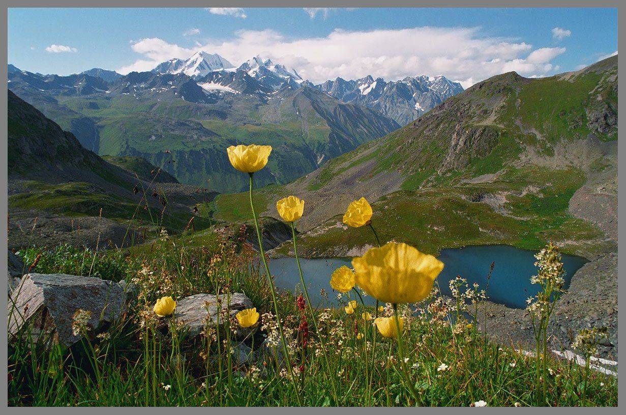 алтай, г. белуха, маки, АНАТОЛИЙ ДОВЫДЕНКО