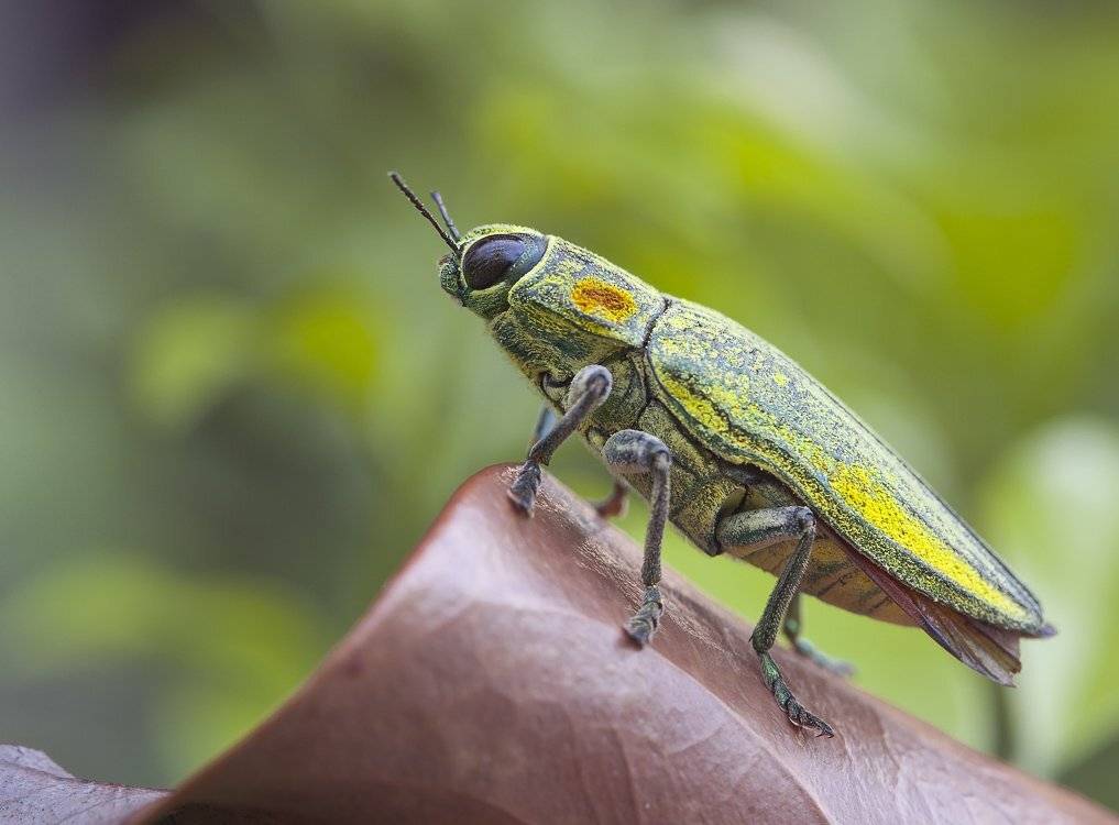 , Андрей Канышев