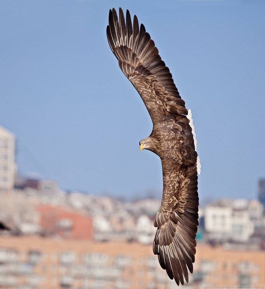 , Евгений Слободской