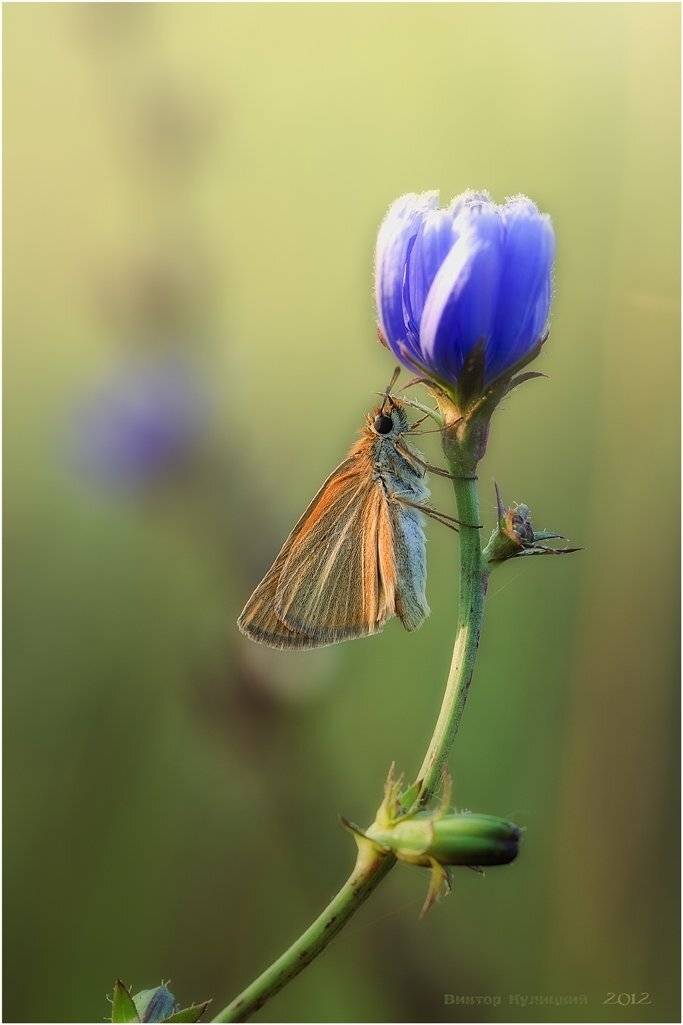 , Виктор Кулицкий