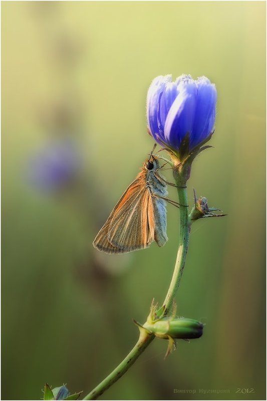 *** фото превью