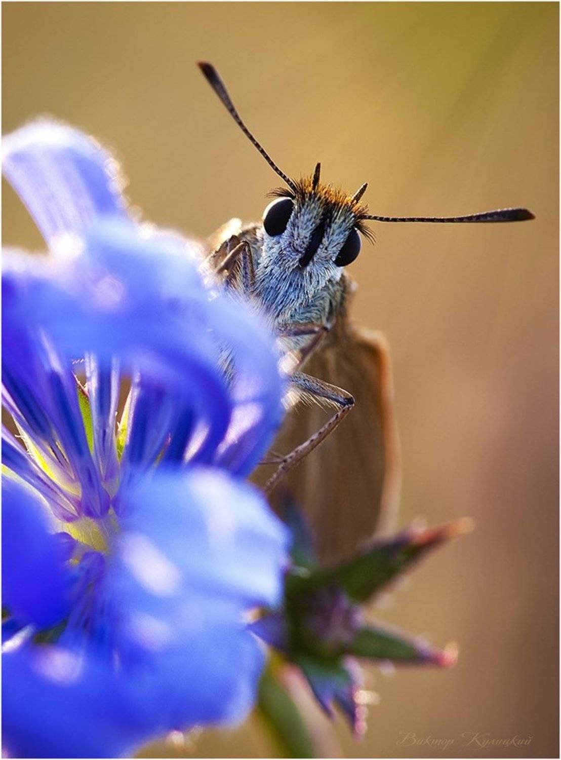 , Виктор Кулицкий