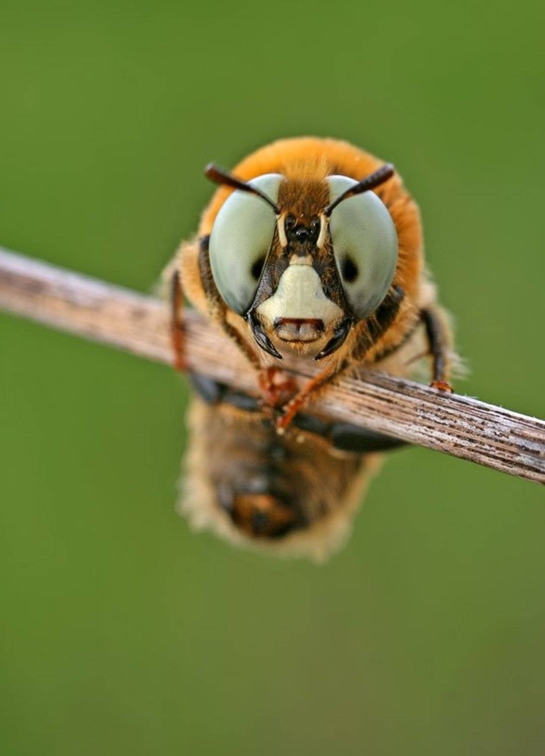 , Станислав Шинкаренко