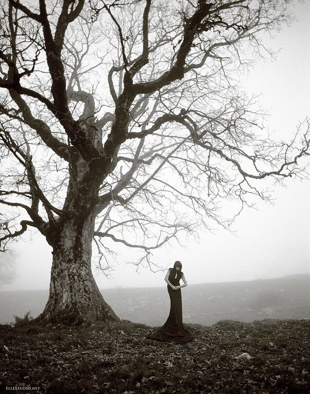 Dark forest фото превью