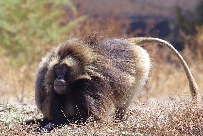 гелада,   theropithecus gelada,   эфиопское нагорье,   приматы Гелада фото превью