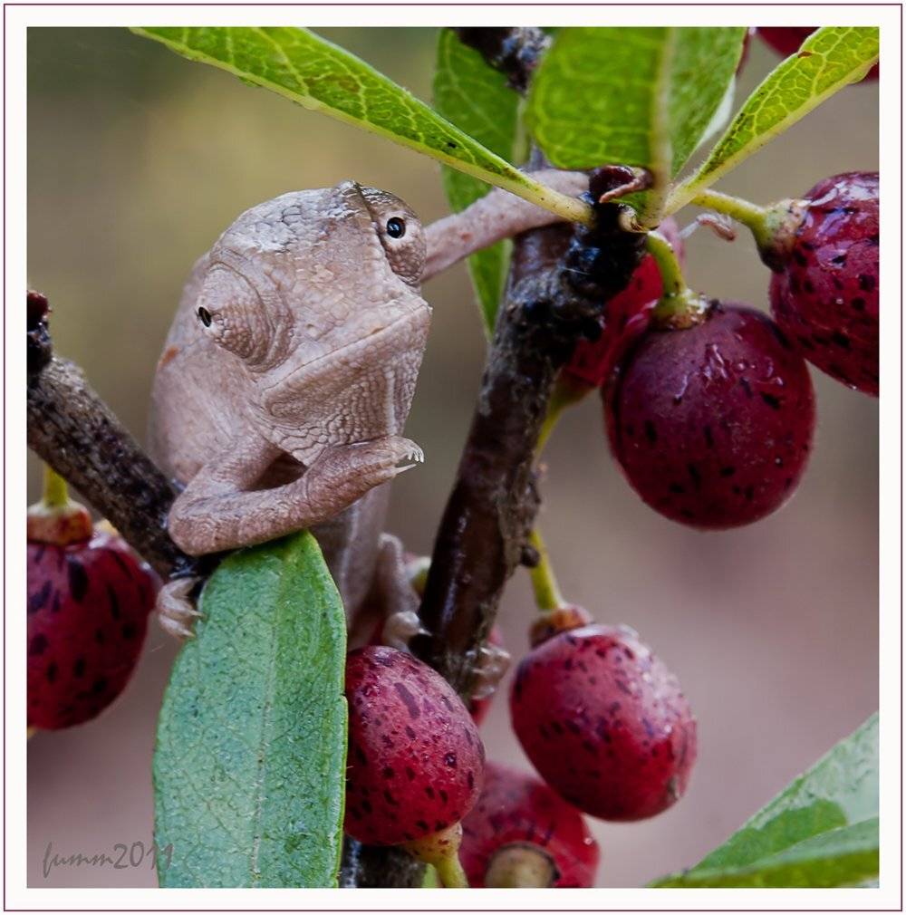 , Игорь ФУММ