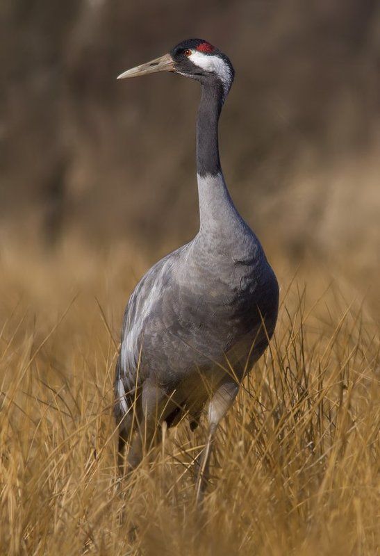 Common crane фото превью