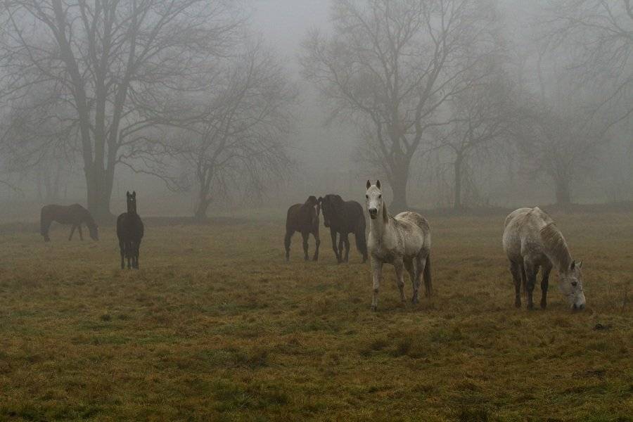 , Janina J?drzejewska-Szombara