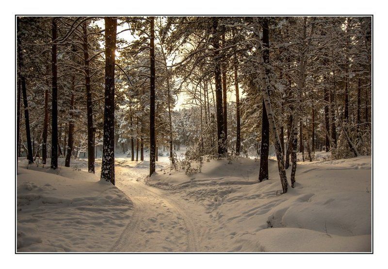 УТРО, в лесу... фото превью